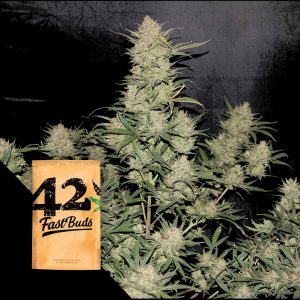 Original Auto Og Kush 420 Fast Buds