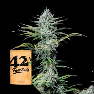 Original Auto White Widow 420 Fast Buds