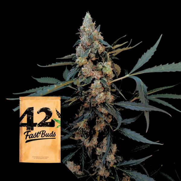 420 Fast Buds Original Northern Lights Auto