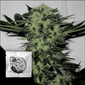 Original Sour Diesel Cali Connection
