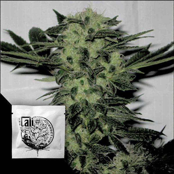 Cali Connection Original Sour Diesel