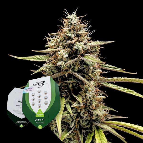 Royal Queen Seeds Orion F1