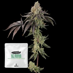 Oz Guava Grounded Genetics