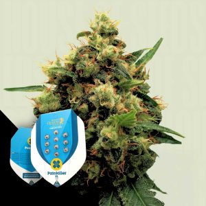 Painkiller Xl Royal Queen Seeds