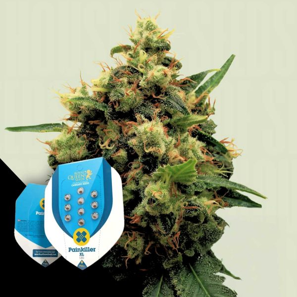 Royal Queen Seeds Painkiller XL