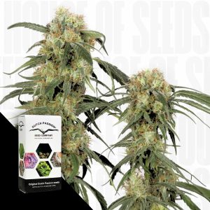 Pamir Gold Dutch Passion