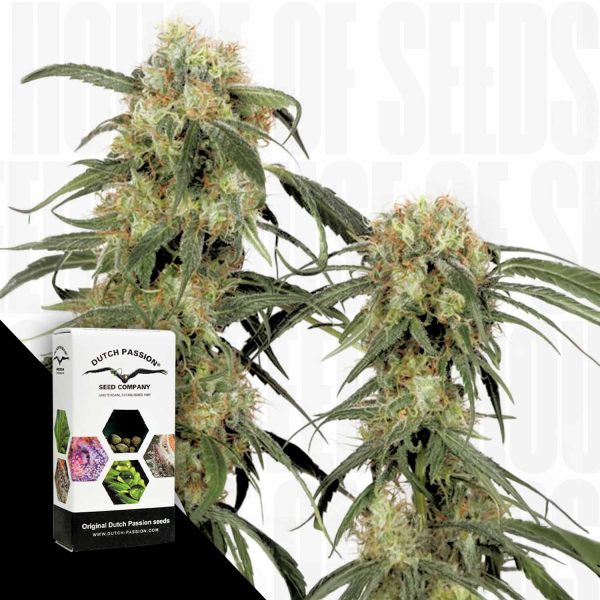 Dutch Passion Pamir Gold