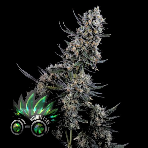 Hidden Labs Papacai