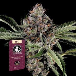 Sensi Seeds Papaya Jealousy