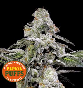 Papaya Puffs Nine Weeks Harvest