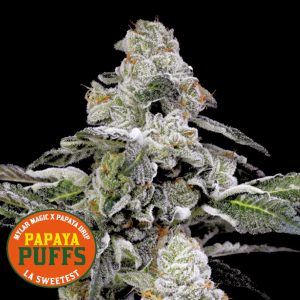 Nine Weeks Harvest Papaya Puffs