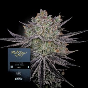 Papaya Sour Spritz Green House Seeds