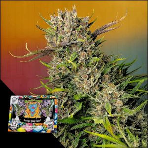 Papaya Zoap Auto Sweet Seeds