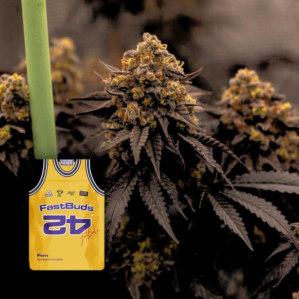 420 Fast Buds Papayton FEM
