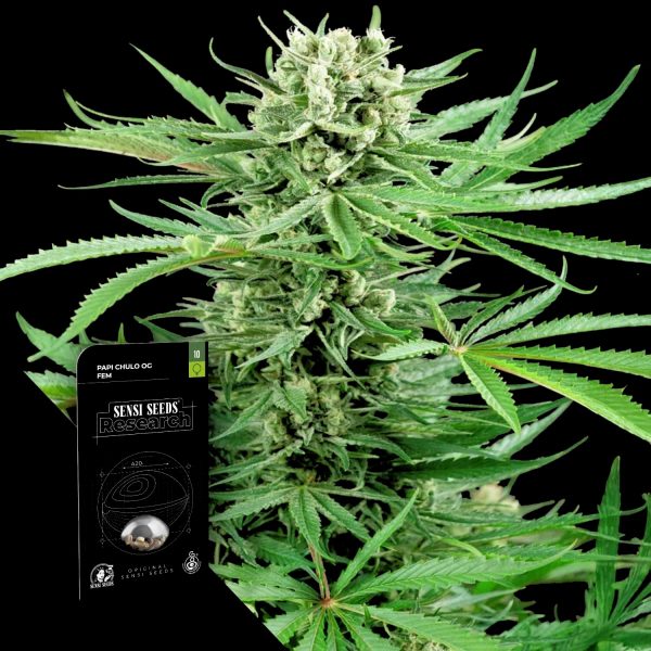 Sensi Seeds Papi Chulo OG