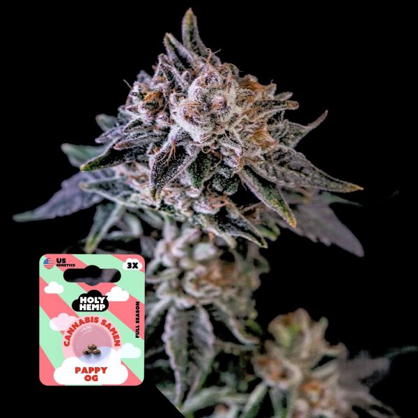 Holy Hemp Pappy OG