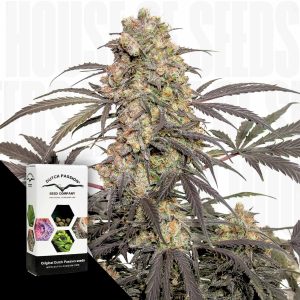 Passion Fruit Dutch Passion