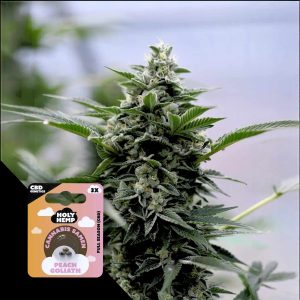 Peach Goliath Cbd Holy Hemp