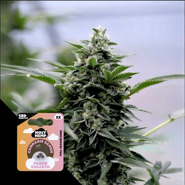 Holy Hemp Peach Goliath CBD