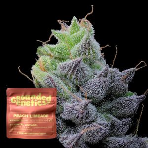 Peach Limeade Grounded Genetics