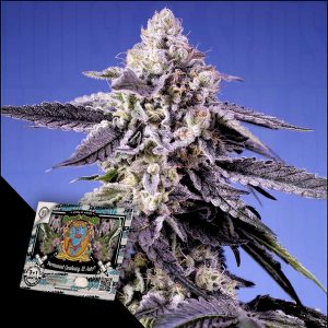 Permanent Jealousy Xl Auto Sweet Seeds