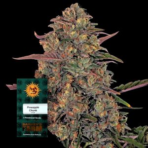 Pineapple Chunk Barneys Farm