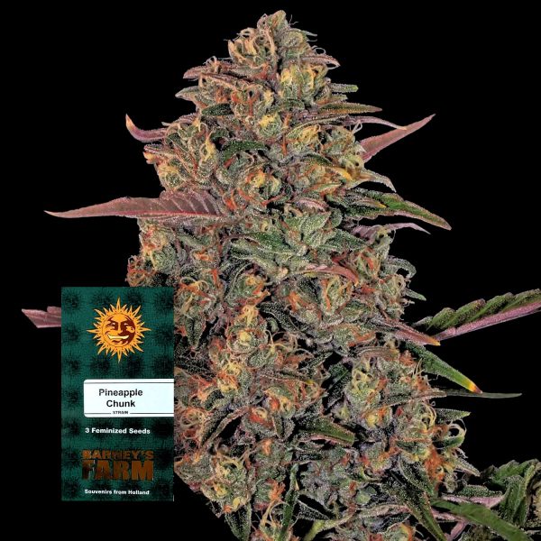 Barneys Farm Pineapple Chunk