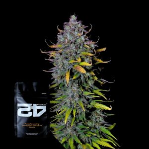Pineapple Express Auto 420 Fast Buds