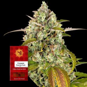 Pineapple Express Auto Barneys Farm