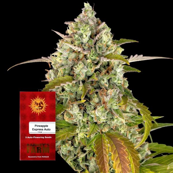 Barneys Farm Pineapple Express Auto
