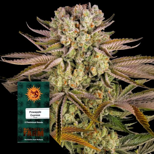 Barneys Farm Pineapple Express