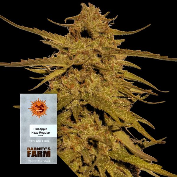 Barneys Farm Pineapple Haze
