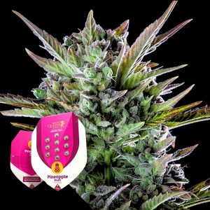 Pineapple Kush Royal Queen Seeds