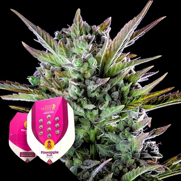 Royal Queen Seeds Pineapple Kush