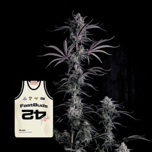 Pineapple Og Auto 420 Fast Buds