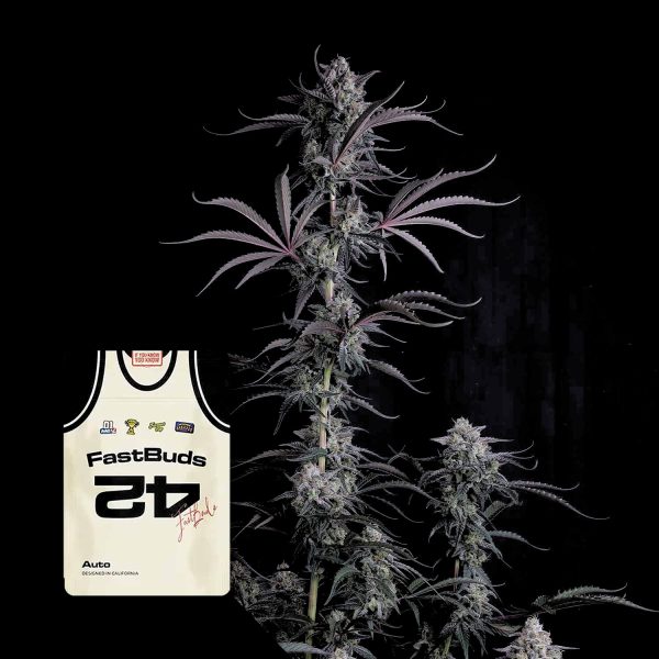420 Fast Buds Pineapple OG Auto