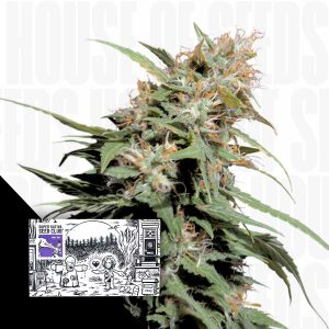 Pineapple Poison Super Sativa Seed Club