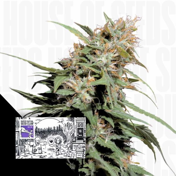 Super Sativa Seed Club Pineapple Poison