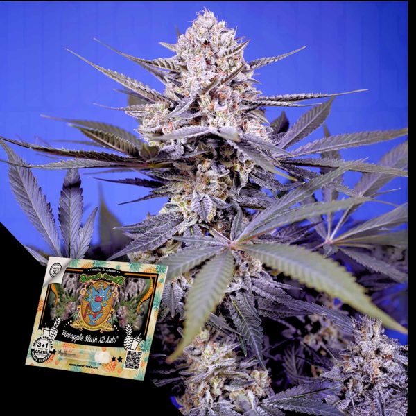 Sweet Seeds Pineapple Slush XL Auto