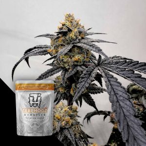 Pineapple Zowah Terphogz