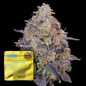 Pink Chai Grounded Genetics