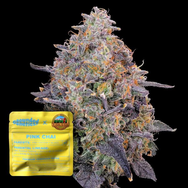 Grounded Genetics Pink Chai