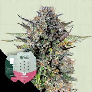 Pink Gorilla Royal Queen Seeds