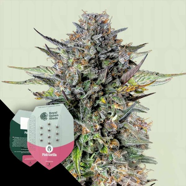 Royal Queen Seeds Pink Gorilla