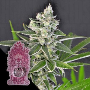 Pink Hokkaido Exotic Seeds