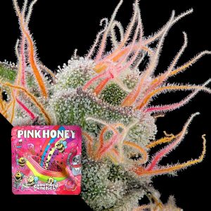 Pink Honey Grounded Genetics