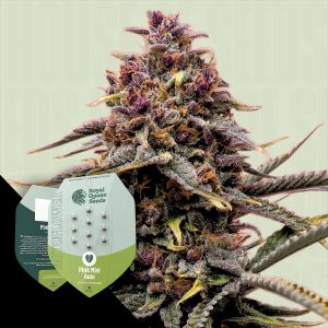 Pink Mist Auto Royal Queen Seeds