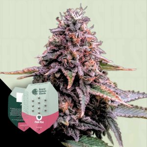 Pink Mist Royal Queen Seeds