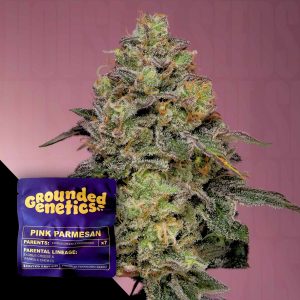 Pink Parmesan Grounded Genetics