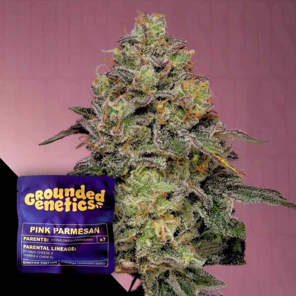Grounded Genetics Pink Parmesan